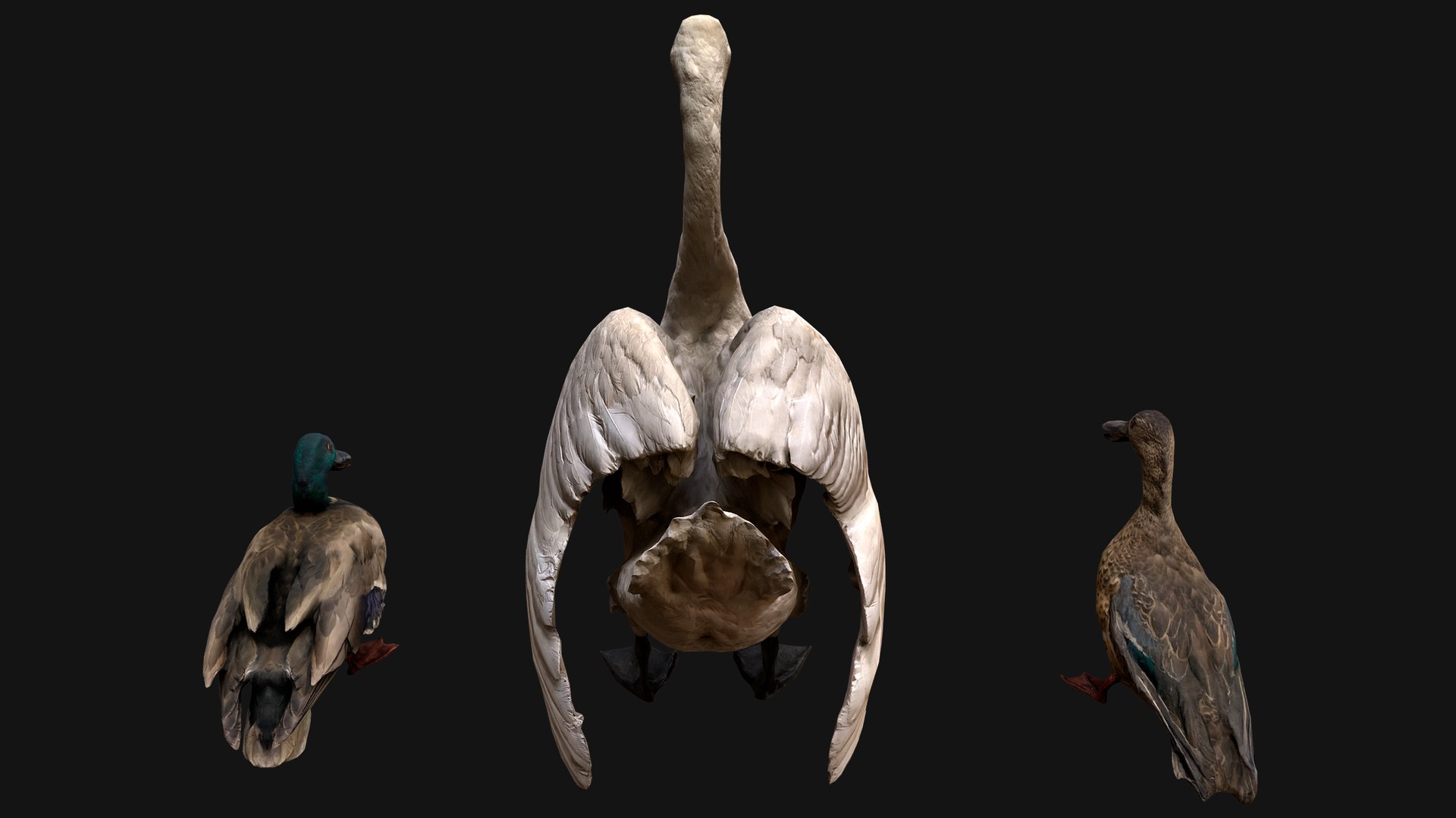 3D Swan and Ducks Birds Pack https://p.turbosquid.com/ts-thumb/Dg/l3wuQ7/3l/aswanducksbirdspack5/png/1686845946/1920x1080/fit_q87/a56b06efe813421a84d2b0be6738fda7ac3fcf88/aswanducksbirdspack5.jpg