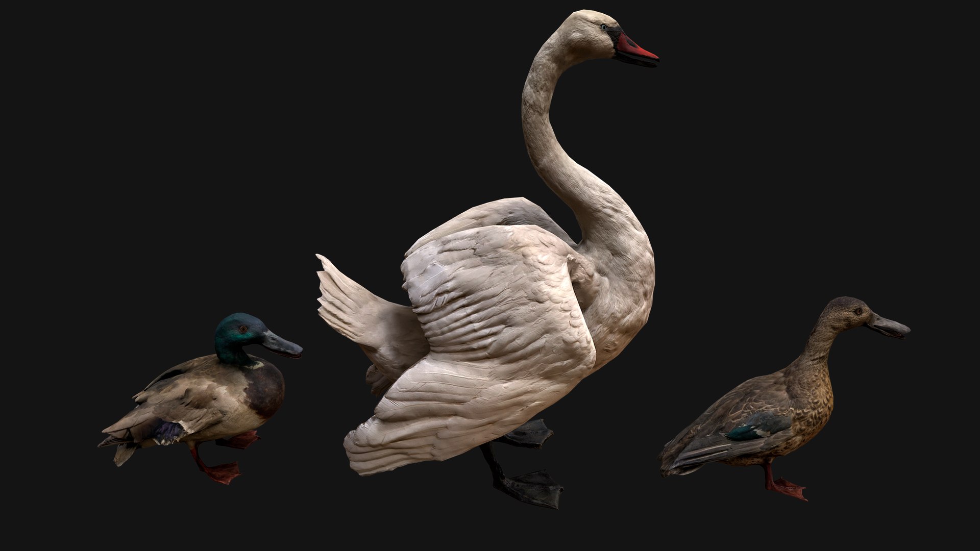 3D Swan and Ducks Birds Pack https://p.turbosquid.com/ts-thumb/Dg/l3wuQ7/6i/aswanducksbirdspack7/png/1686845953/1920x1080/fit_q87/803902743dc5560c734a70997dcb61fb7f8fb7ea/aswanducksbirdspack7.jpg
