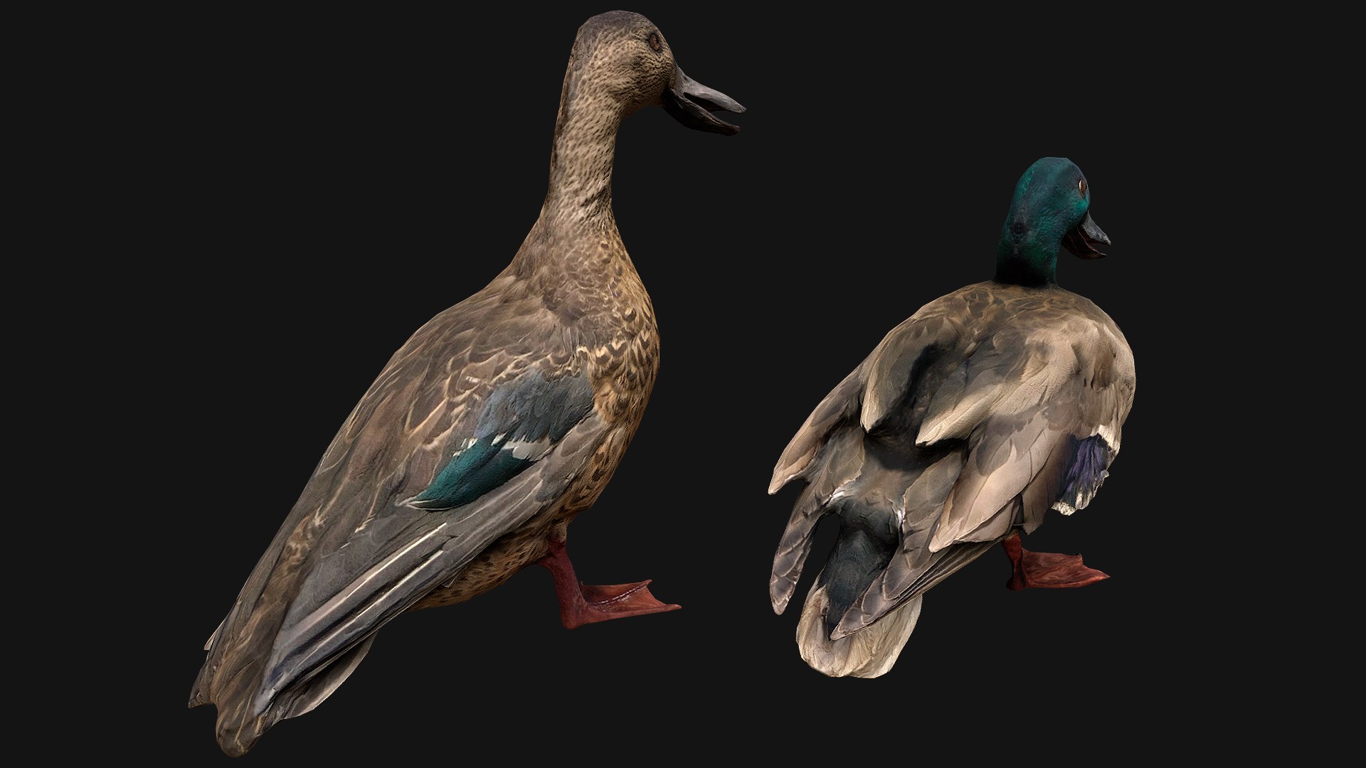 3D Swan and Ducks Birds Pack https://p.turbosquid.com/ts-thumb/Dg/l3wuQ7/8V/asetofducks3/png/1686846160/1920x1080/fit_q87/db74533fb1debe4ddaf492f62ebec96df70ed5c3/asetofducks3.jpg