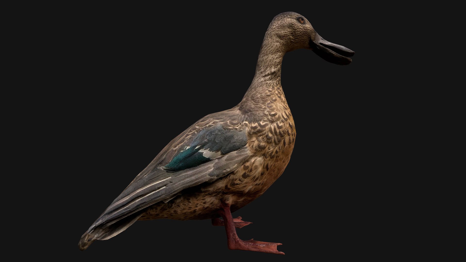 3D Swan and Ducks Birds Pack https://p.turbosquid.com/ts-thumb/Dg/l3wuQ7/H1/duck13/png/1686846176/1920x1080/fit_q87/c43803e6019df5ad6feb618eb013ac9d1f31f204/duck13.jpg