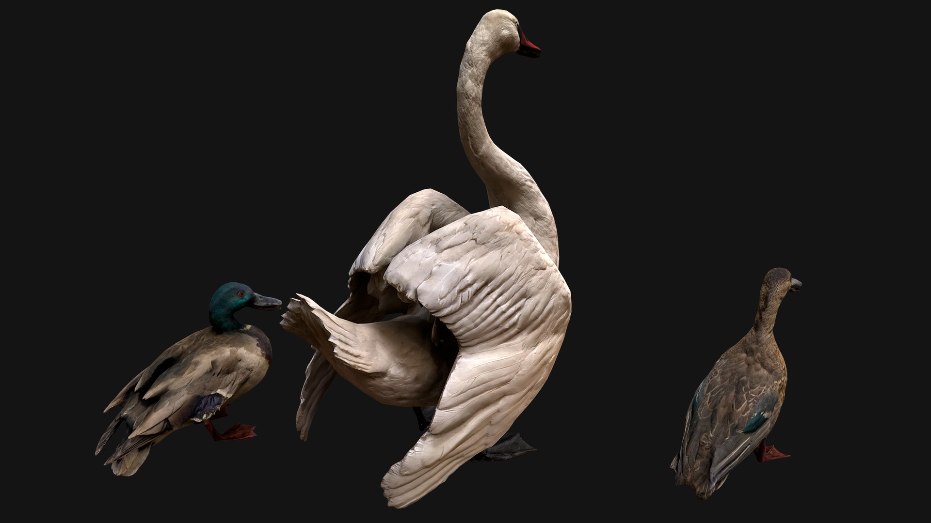 3D Swan and Ducks Birds Pack https://p.turbosquid.com/ts-thumb/Dg/l3wuQ7/Hg/aswanducksbirdspack6/png/1686845947/1920x1080/fit_q87/68deb1ad8d839ab8489fdb8569983faa77cfef9d/aswanducksbirdspack6.jpg