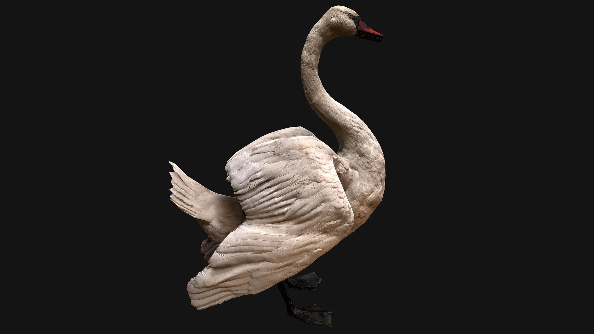 3D Swan and Ducks Birds Pack https://p.turbosquid.com/ts-thumb/Dg/l3wuQ7/N8/swan10/png/1686846502/1920x1080/fit_q87/b3528ca03e4fd67674410b0ebabdbb0478b70a32/swan10.jpg
