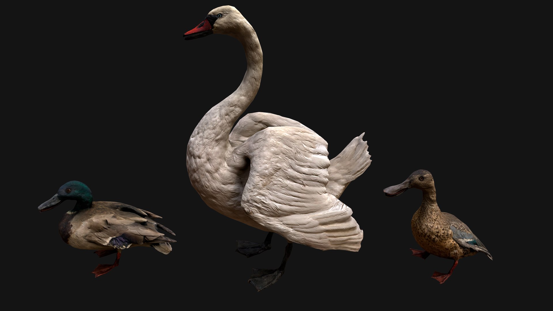 3D Swan and Ducks Birds Pack https://p.turbosquid.com/ts-thumb/Dg/l3wuQ7/O9/aswanducksbirdspack3/png/1686845942/1920x1080/fit_q87/0dd46364f8868b656dc20e4761a14d497044e2aa/aswanducksbirdspack3.jpg