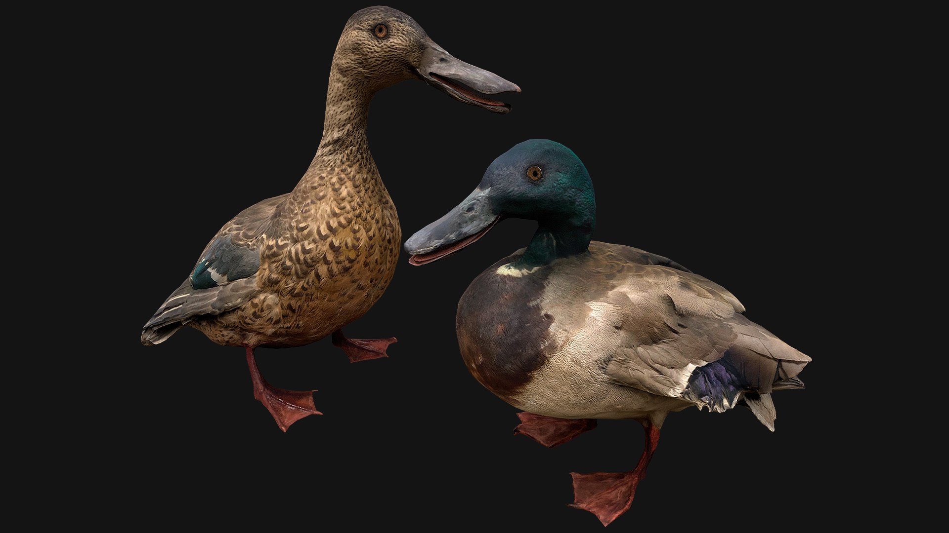 3D Swan and Ducks Birds Pack https://p.turbosquid.com/ts-thumb/Dg/l3wuQ7/Th/asetofducks1/png/1686846158/1920x1080/fit_q87/b6b1ad3967640efd6f95e38b199de6d51fa33ba4/asetofducks1.jpg