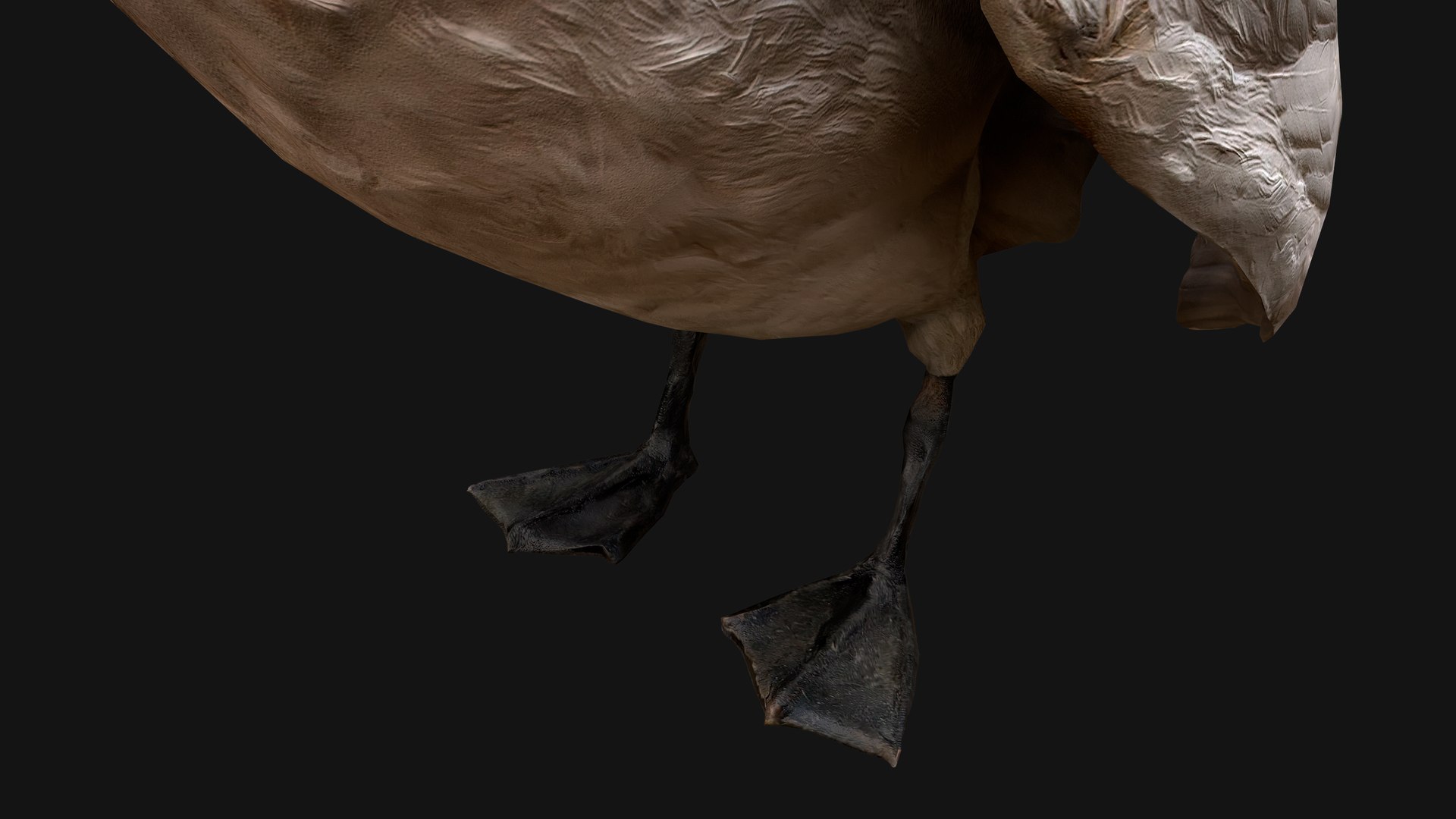 3D Swan and Ducks Birds Pack https://p.turbosquid.com/ts-thumb/Dg/l3wuQ7/YA/swan15/png/1686846512/1920x1080/fit_q87/4e10ba8838d9bc1b440ab34b06972f59e15a67ab/swan15.jpg