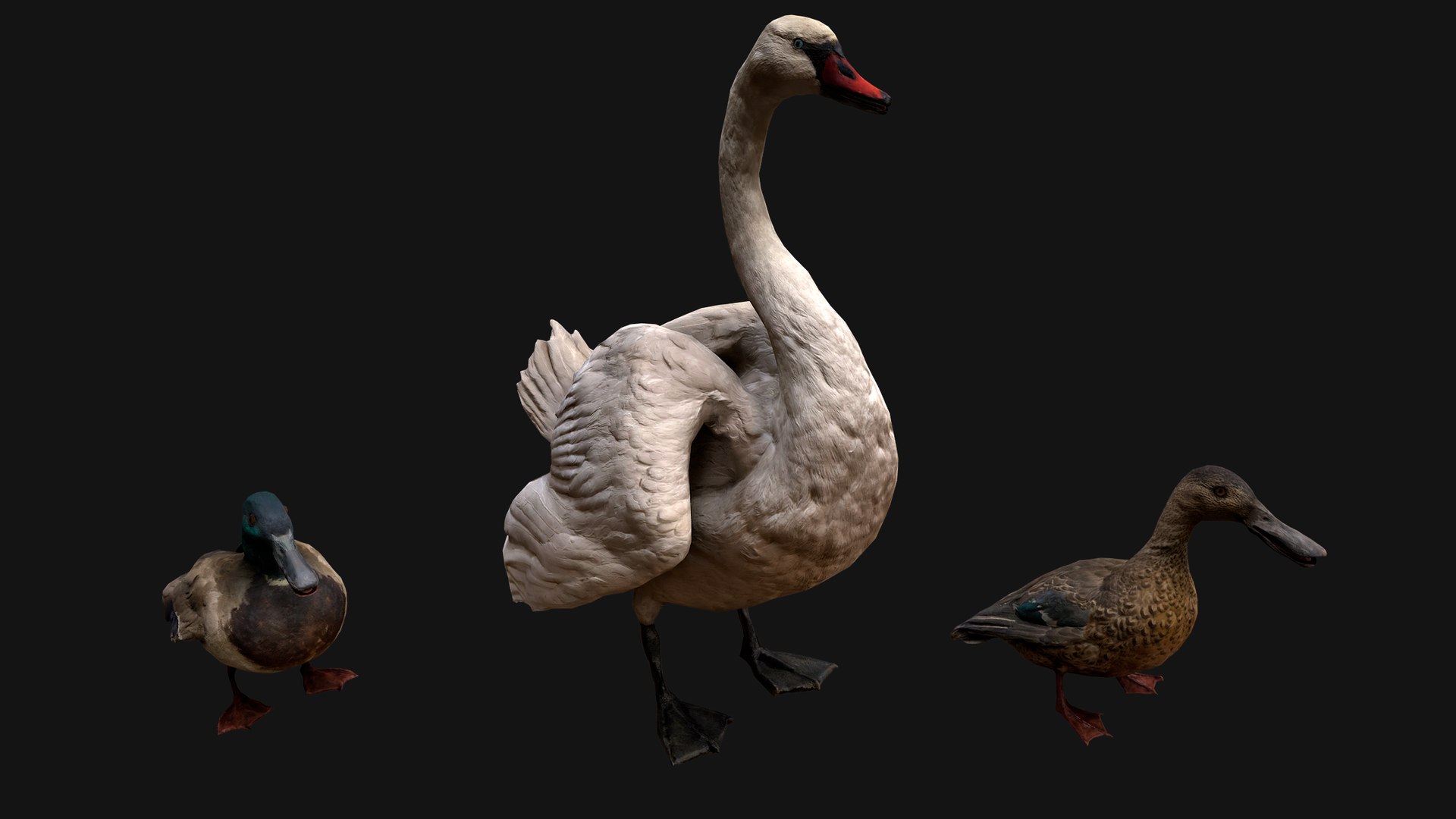 3D Swan and Ducks Birds Pack https://p.turbosquid.com/ts-thumb/Dg/l3wuQ7/YL/aswanducksbirdspack8/png/1686845950/1920x1080/fit_q87/413239a729dc9e74cf9a9a9e01faea4a08cecf33/aswanducksbirdspack8.jpg