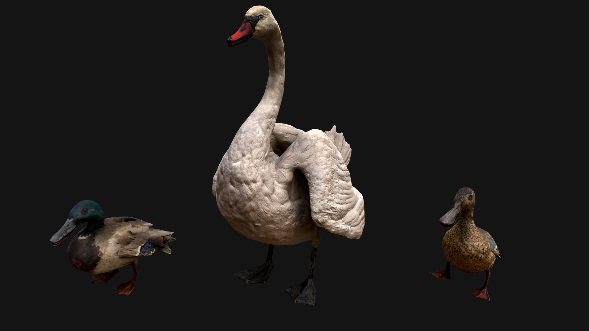 3D Swan and Ducks Birds Pack https://p.turbosquid.com/ts-thumb/Dg/l3wuQ7/aJ/aswanducksbirdspack2/png/1686845941/1920x1080/fit_q87/c5b5e462c7bf2c7203b4bc6b0925d2e742ab1da4/aswanducksbirdspack2.jpg