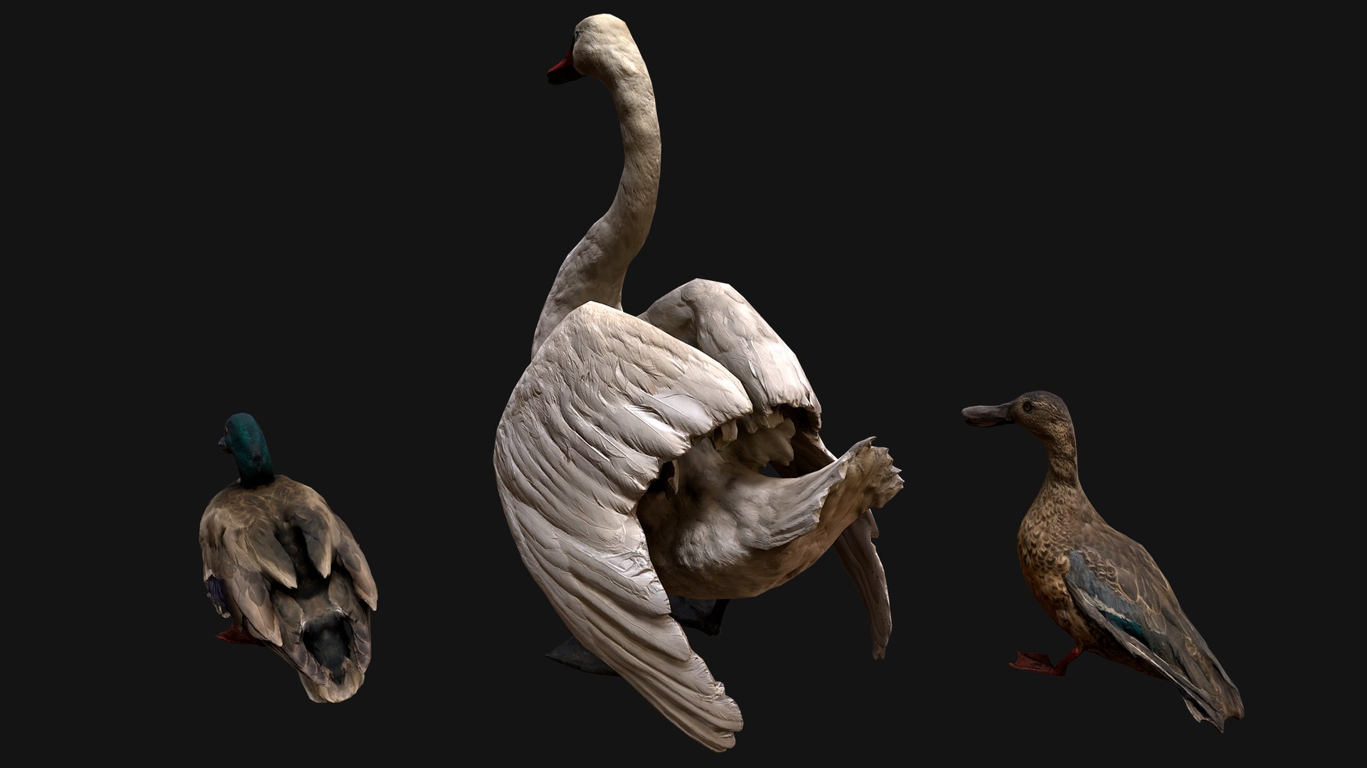 3D Swan and Ducks Birds Pack https://p.turbosquid.com/ts-thumb/Dg/l3wuQ7/eP/aswanducksbirdspack4/png/1686845945/1920x1080/fit_q87/6ef11bffc7ff547786624635d2919a0d86c9c4b0/aswanducksbirdspack4.jpg