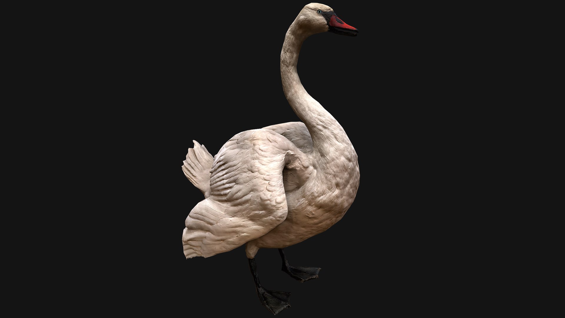 3D Swan and Ducks Birds Pack https://p.turbosquid.com/ts-thumb/Dg/l3wuQ7/na/swan11/png/1686846504/1920x1080/fit_q87/adecd7b062c2012de65c056311b4ce30b38869ad/swan11.jpg