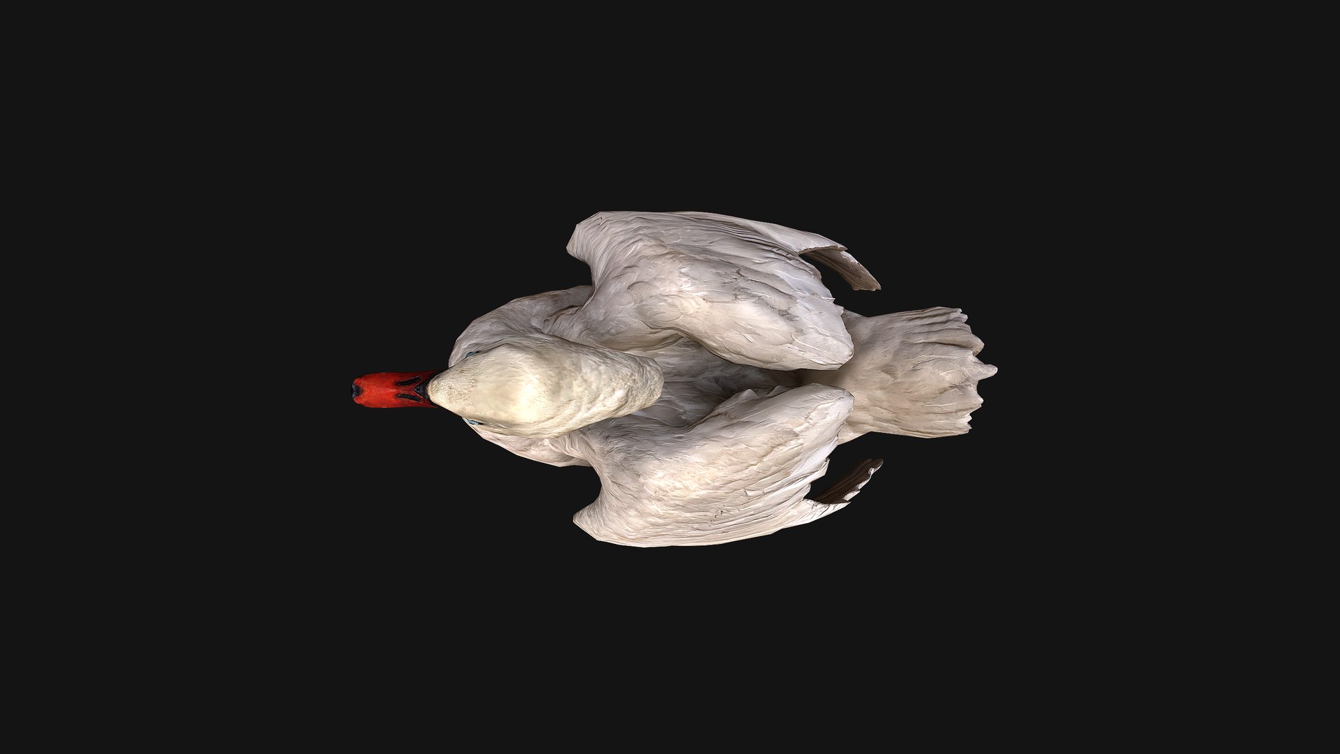 3D Swan and Ducks Birds Pack https://p.turbosquid.com/ts-thumb/Dg/l3wuQ7/oi/swan14/png/1686846506/1920x1080/fit_q87/1dfa7a726bfc55607ce8a829598d2ba2b50a42ba/swan14.jpg