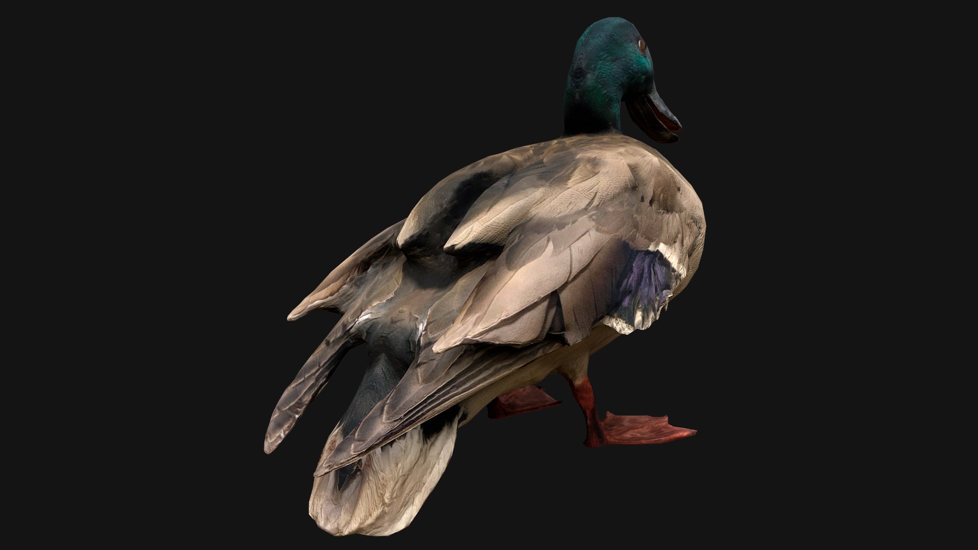 3D Swan and Ducks Birds Pack https://p.turbosquid.com/ts-thumb/Dg/l3wuQ7/sr/duckstandart9/png/1686846193/1920x1080/fit_q87/cb10e41b8aa2653305b381a029771ecf4bfb9d49/duckstandart9.jpg