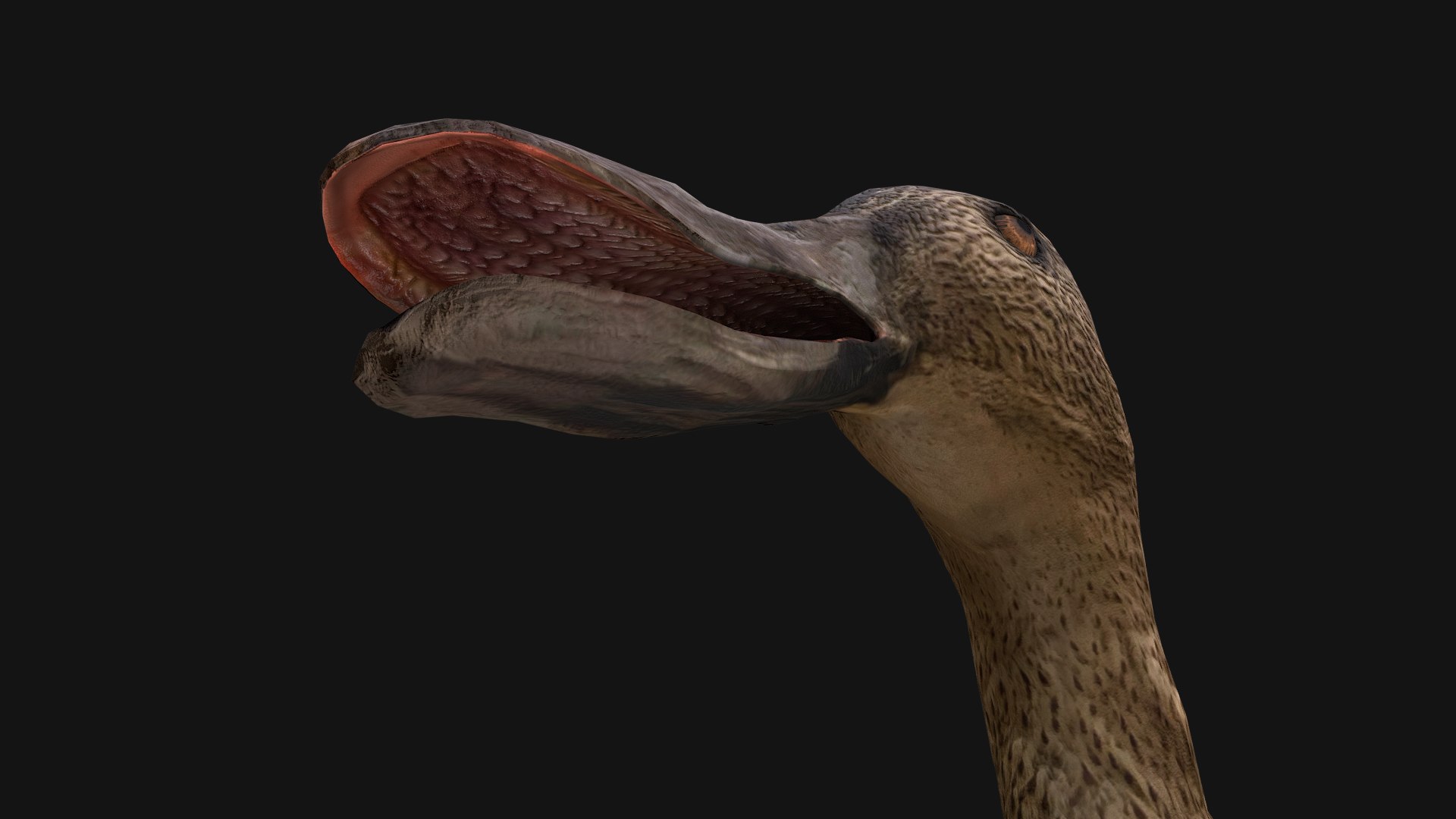 3D Swan and Ducks Birds Pack https://p.turbosquid.com/ts-thumb/Dg/l3wuQ7/uo/duck15/png/1686846179/1920x1080/fit_q87/9f44f9b8c9bf78d829fc97b3c4770b28b83d52a2/duck15.jpg