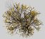 Grab amerykański 001 - Carpinus caroliniana