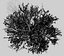 Grab amerykański 001 - Carpinus caroliniana
