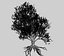 Grab amerykański 001 - Carpinus caroliniana