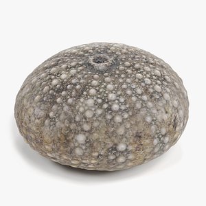 3D sea urchin shell