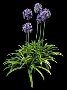 Agapanthus