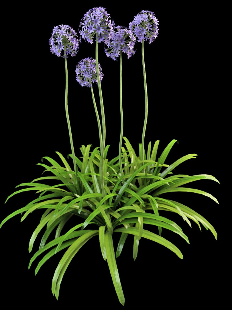 3ds max interior exterior https://p.turbosquid.com/ts-thumb/Dg/vwAsmD/Bfv1ITXL/agapanthus_3/jpg/1395837854/1920x1080/fit_q87/cf5251daa7b110ff736389694e6fa69b60124449/agapanthus_3.jpg