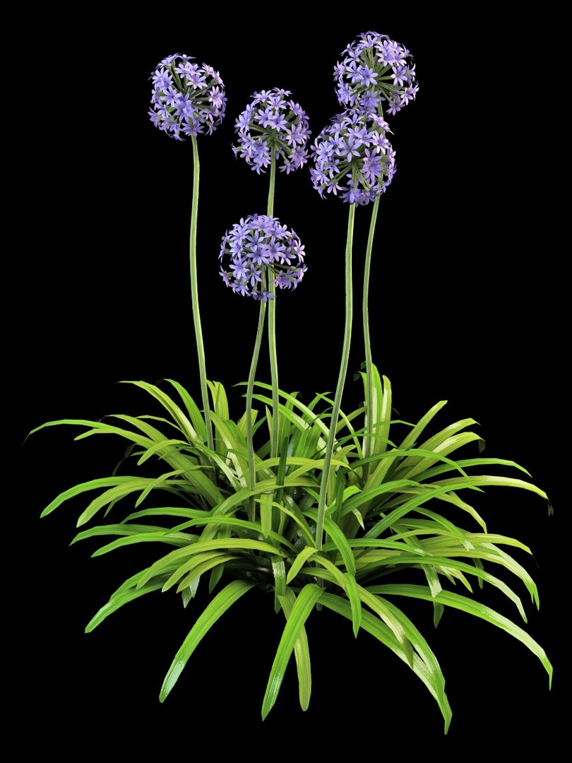 3ds max interior exterior https://p.turbosquid.com/ts-thumb/Dg/vwAsmD/DbN3npfi/agapanthus_2/jpg/1395837854/1920x1080/fit_q87/bc9a259a00e3e667385c8d1f561c84010f360f14/agapanthus_2.jpg