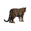 3d white tigers model