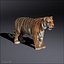 3d white tigers model
