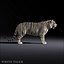 3d white tigers model