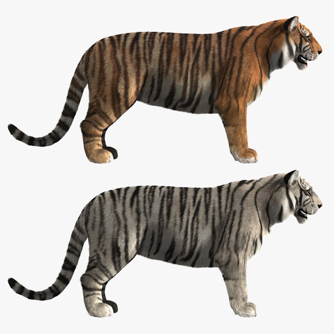 3d white tigers model https://p.turbosquid.com/ts-thumb/Dg/zQm15G/O0Hlcxf6/hd1/jpg/1305727815/1920x1080/fit_q87/2a397add10e72c955c05f7d1a2fda8bfe8340e4e/hd1.jpg