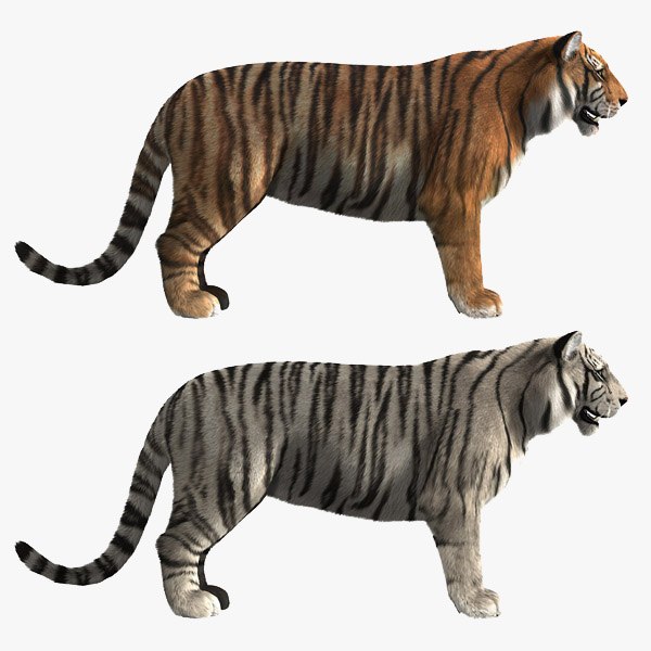 3d white tigers model