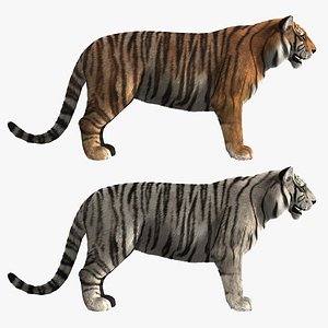 Tigers (FUR)