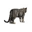 3d white tigers model