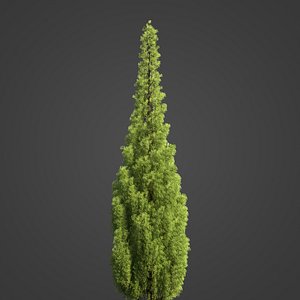 2021 PBR Eastern Arborvitae Collection -Thuja Occidentalis 3D model