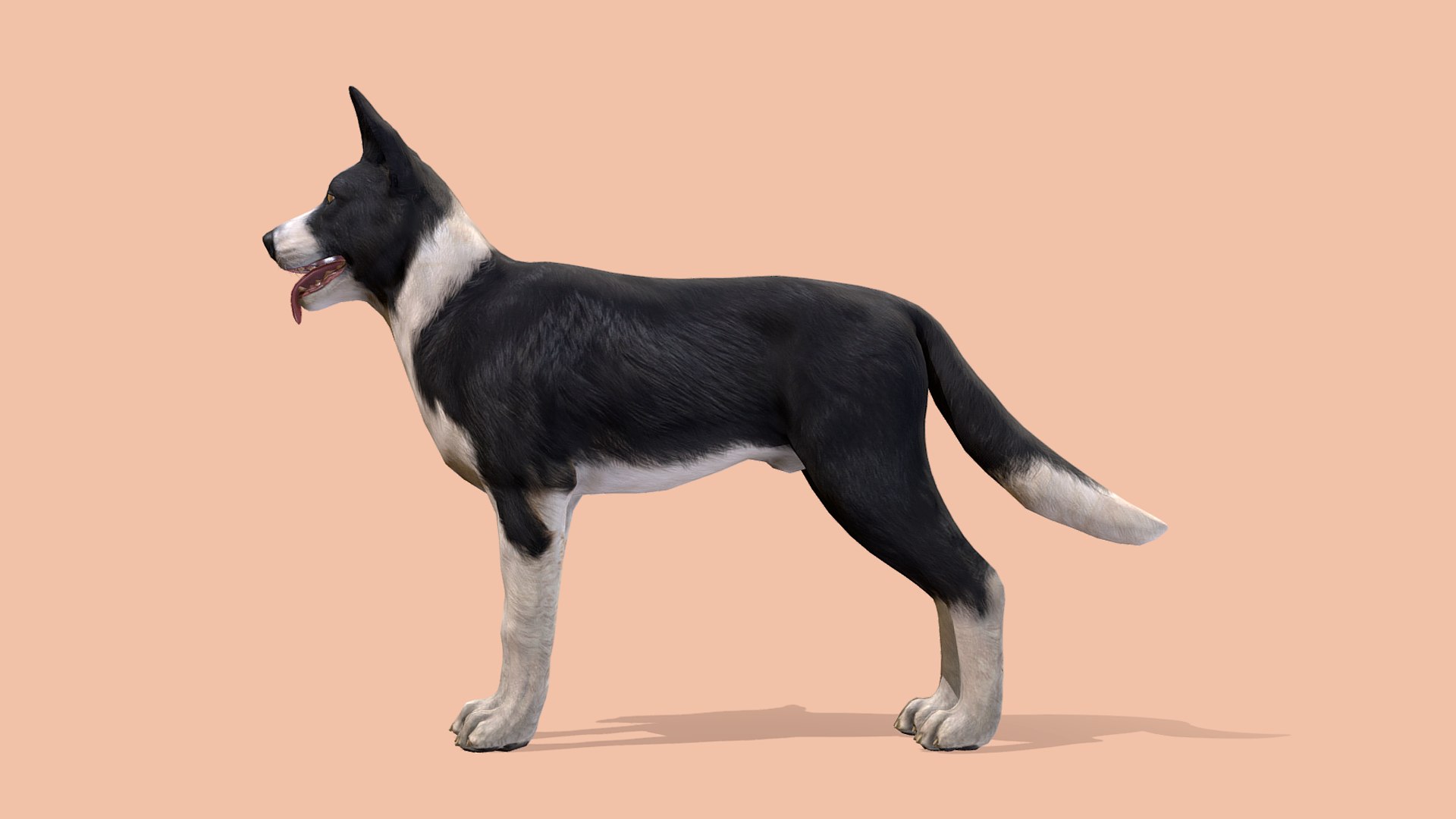 3D Dog - Border Collie https://p.turbosquid.com/ts-thumb/Dh/J0pxH6/Hm/r5/png/1658844036/1920x1080/fit_q87/cc0c555c094b97cf9b165d78793d00688ac5c9f1/r5.jpg