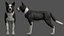 Dog - Border Collie