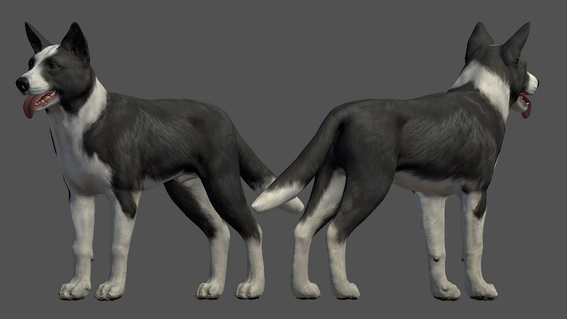 3D Dog - Border Collie https://p.turbosquid.com/ts-thumb/Dh/J0pxH6/aJ/r8/png/1658844042/1920x1080/fit_q87/683e025d62bbc9c6b5434e3cac9373c5b10bdfef/r8.jpg