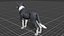 Dog - Border Collie