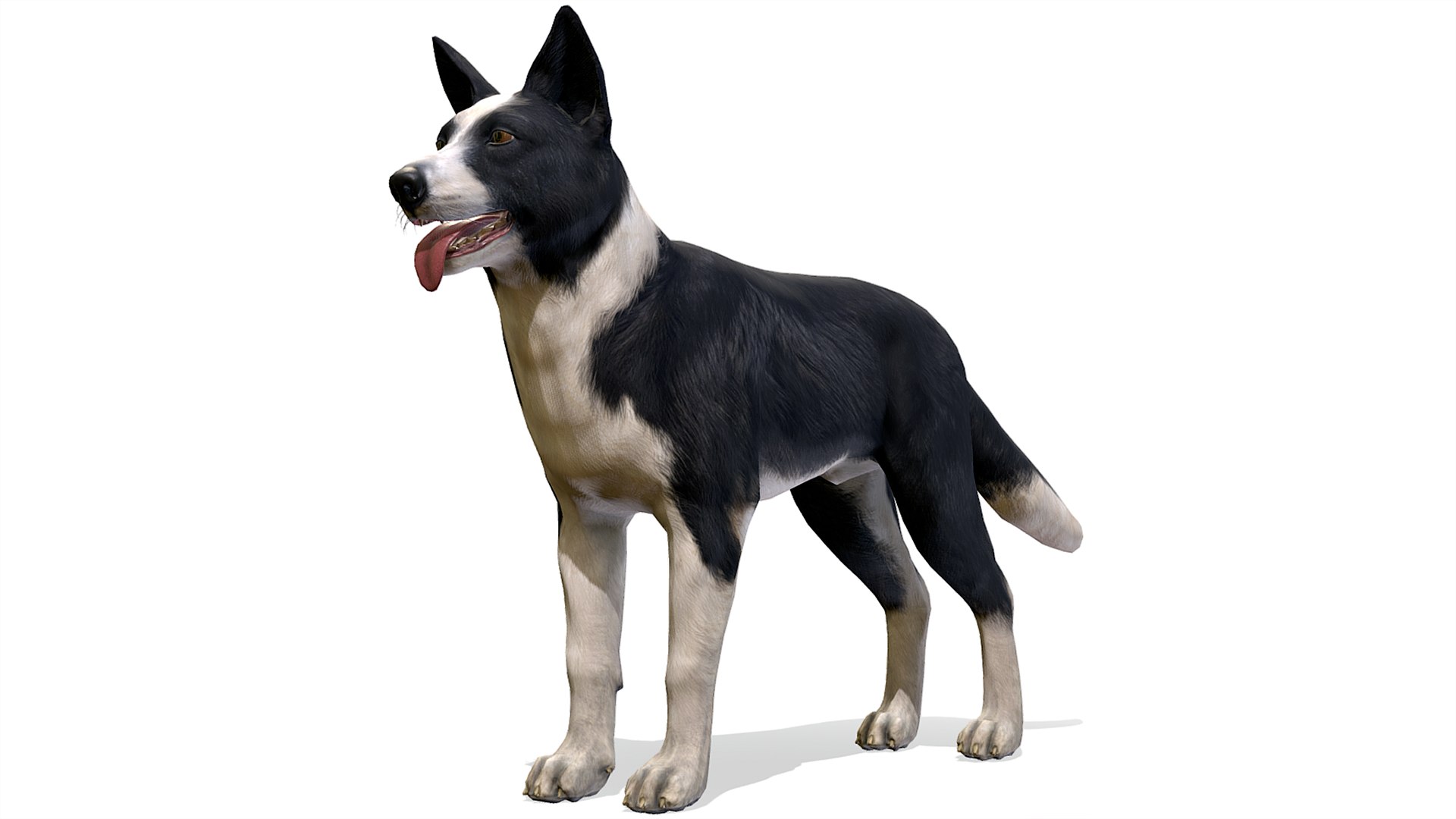 3D Dog - Border Collie https://p.turbosquid.com/ts-thumb/Dh/J0pxH6/e2/r1/png/1658844033/1920x1080/fit_q87/659662d38c1a5f27cba097961390458ac96185bd/r1.jpg