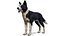 Dog - Border Collie