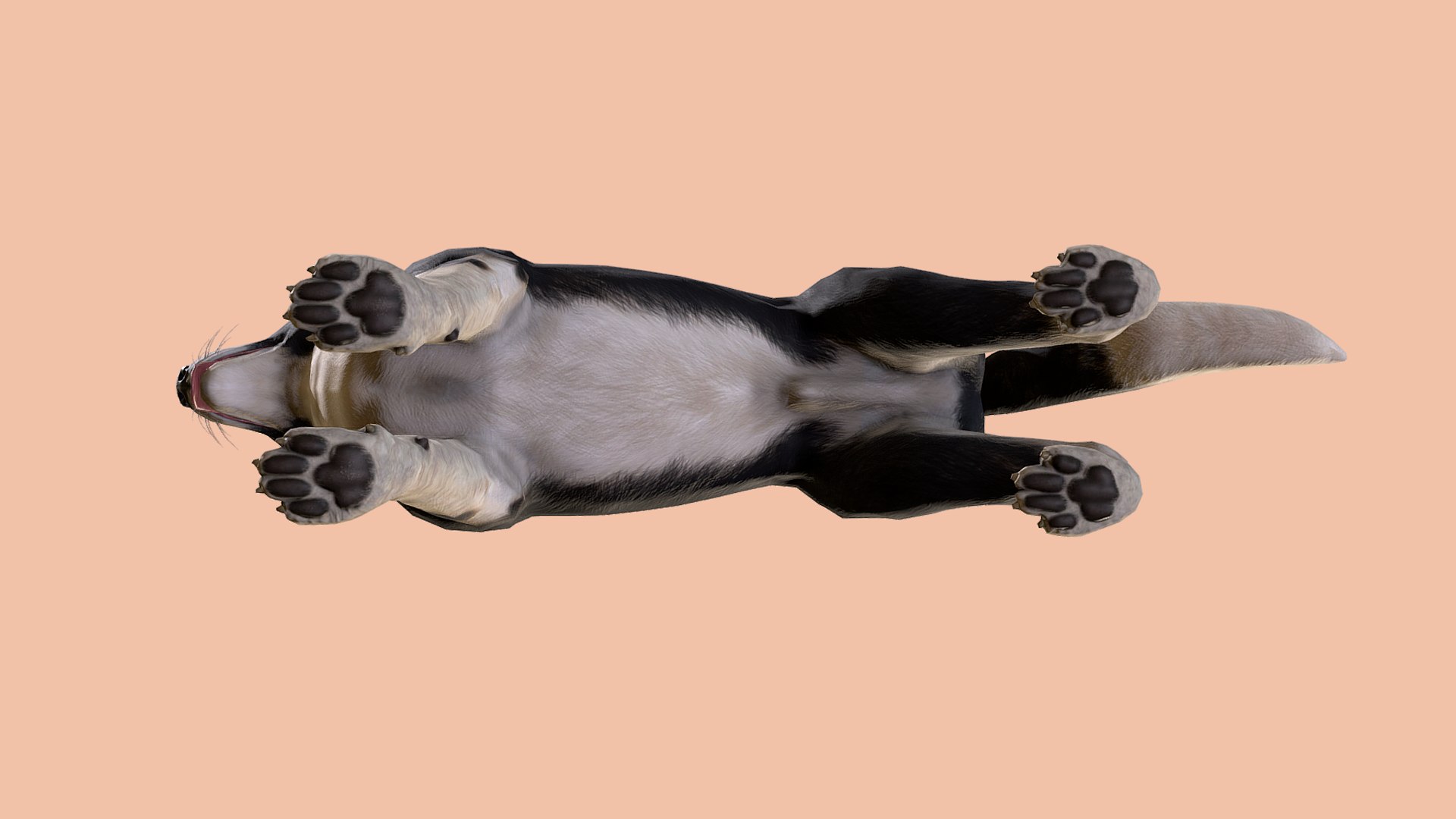 3D Dog - Border Collie https://p.turbosquid.com/ts-thumb/Dh/J0pxH6/gm/r4/png/1658844035/1920x1080/fit_q87/f621d4b30c31bf504cd9786a280f8cfa44d9caeb/r4.jpg