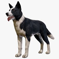 Dog - Border Collie