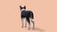Dog - Border Collie
