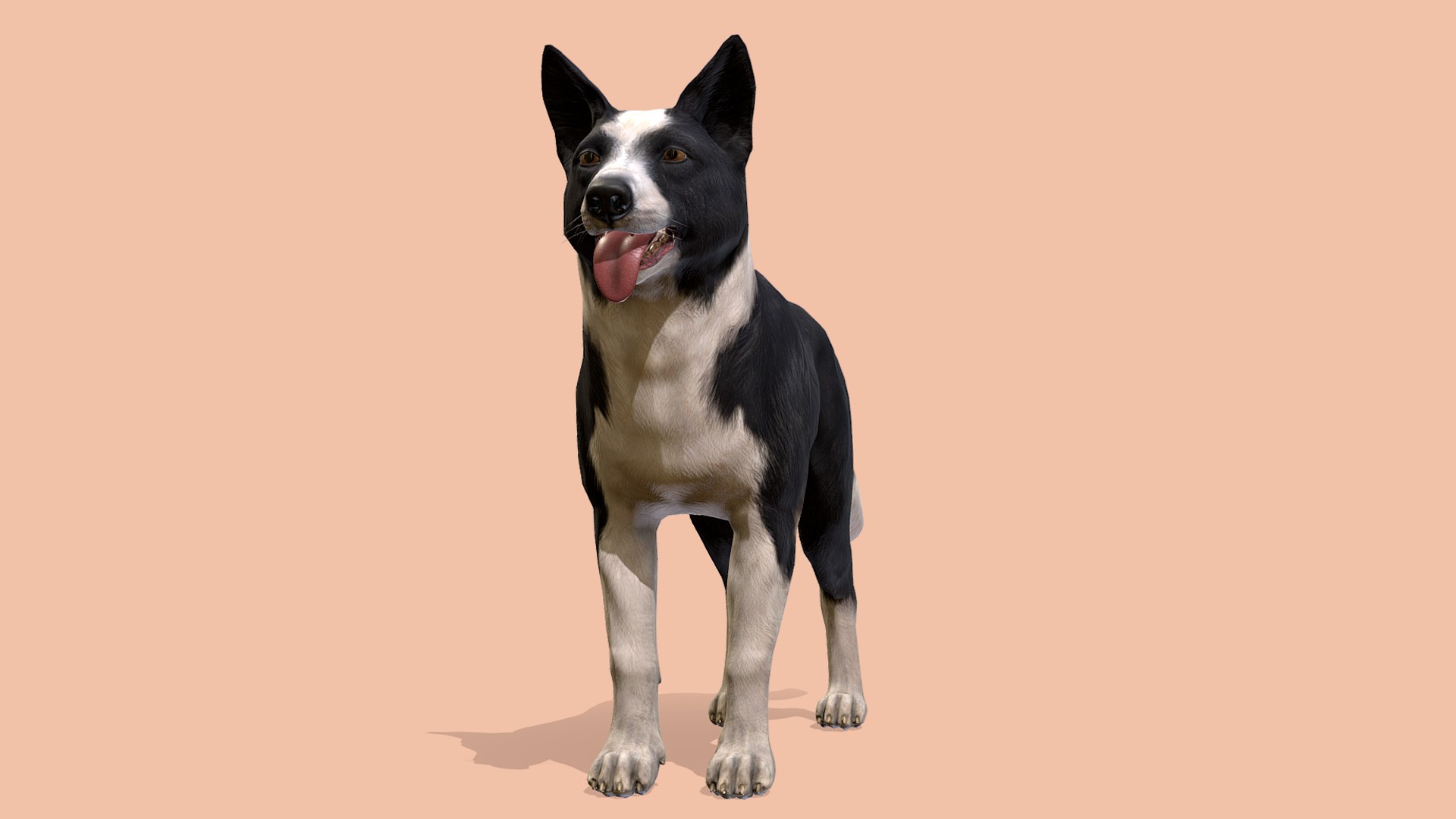 3D Dog - Border Collie https://p.turbosquid.com/ts-thumb/Dh/J0pxH6/ra/r2/png/1658844032/1920x1080/fit_q87/7aaa01f665ce0d31362ba04a3adcb32de066096f/r2.jpg