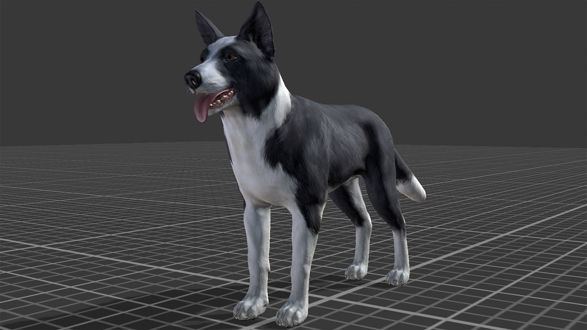 3D Dog - Border Collie https://p.turbosquid.com/ts-thumb/Dh/J0pxH6/rk/r12/png/1658844050/1920x1080/fit_q87/7cda6d5a8064affbae3e30d8106cb3989c75e73b/r12.jpg