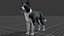 Dog - Border Collie