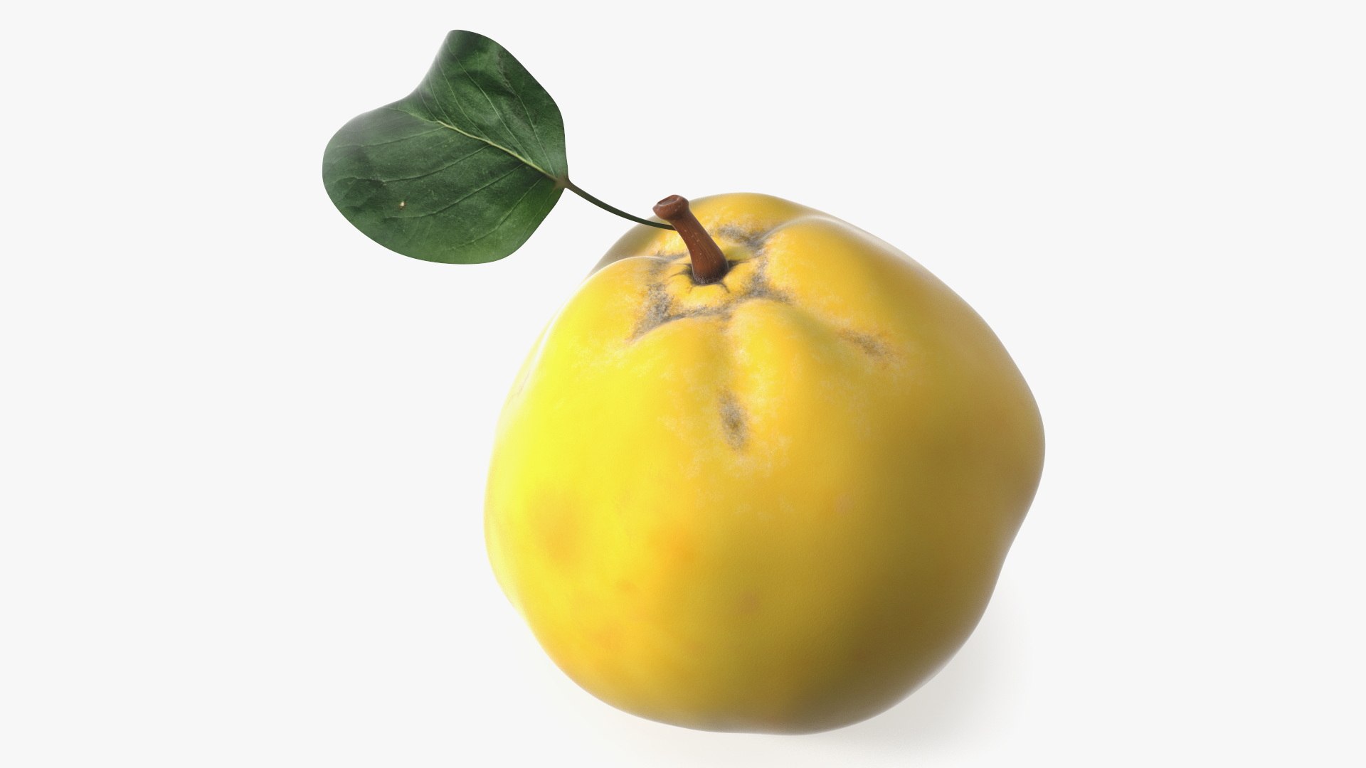 Quince 3D model preview