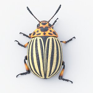 3d model colorado potato beetle