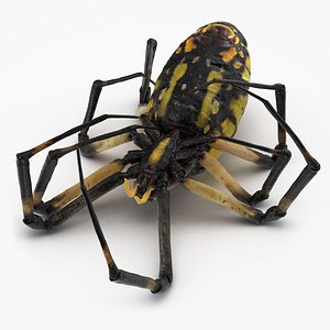 dead corn spider 3D model