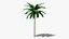 Tropic Palm Tree