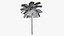 Tropic Palm Tree