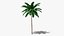 Tropic Palm Tree