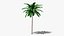 Tropic Palm Tree